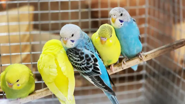 Birds & Animals 6