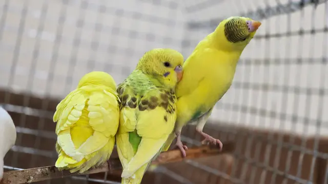Birds & Animals 7