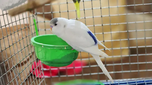 Birds & Animals 8