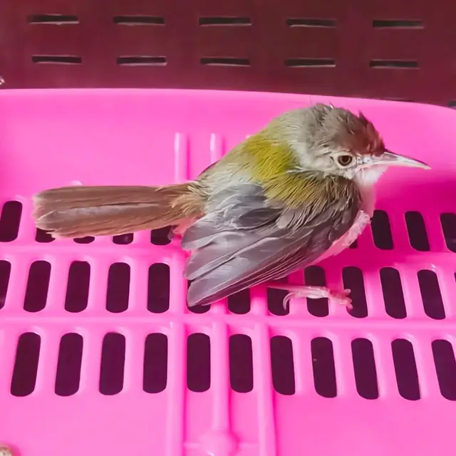 Birds & Animals 1