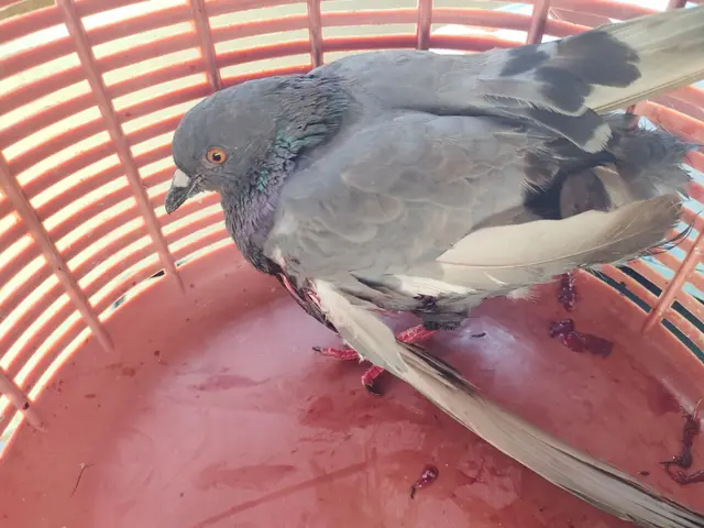 Birds & Animals 4