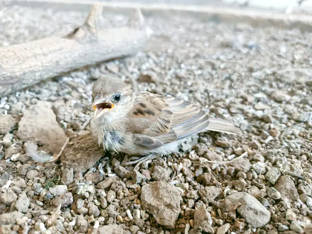 Birds & Animals 6