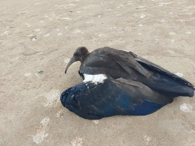 Birds & Animals 7