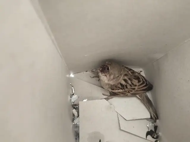 Birds & Animals 9