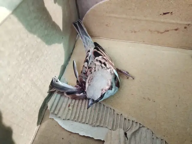 Birds & Animals 10