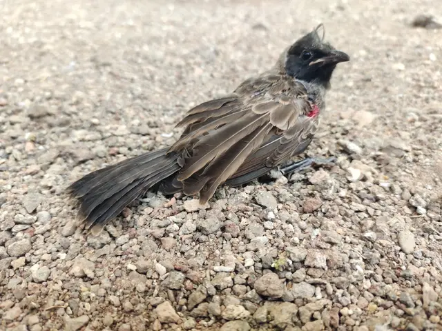 Birds & Animals 11