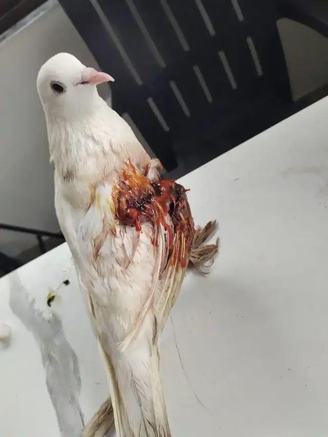 Birds & Animals 12
