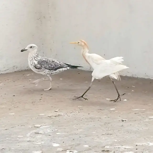 Birds & Animals 13