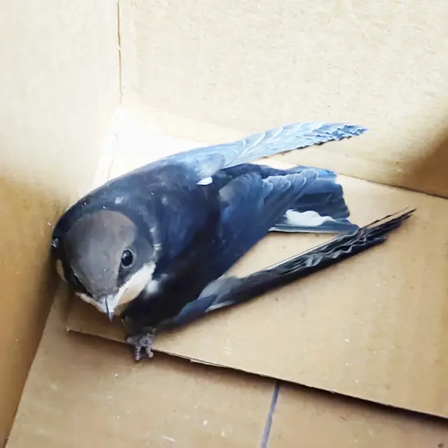 Birds & Animals 14