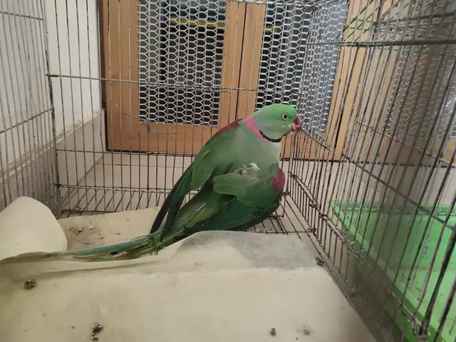 Birds & Animals 15
