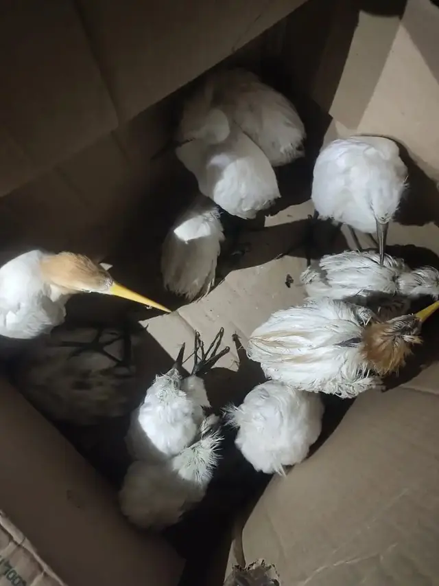 Birds & Animals 16