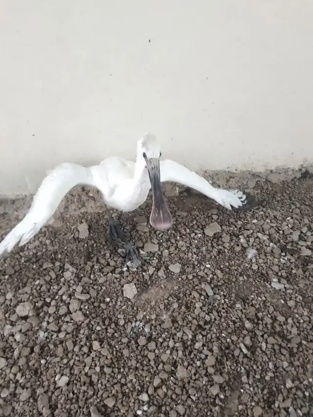 Birds & Animals 17