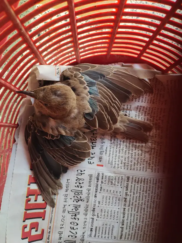 Birds & Animals 19