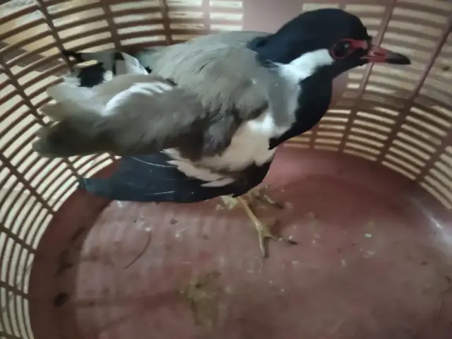 Birds & Animals 20