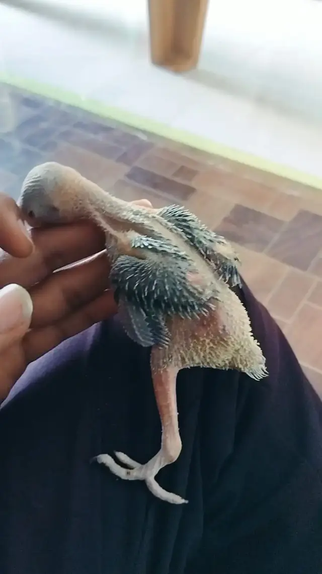 Birds & Animals 22