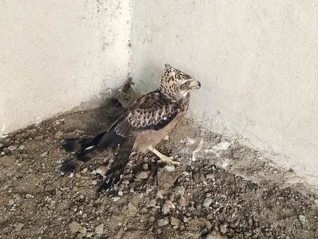 Birds & Animals 23