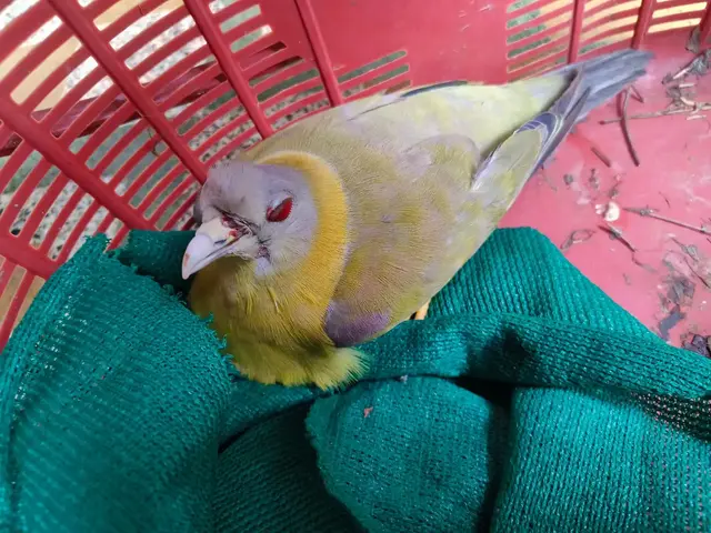 Birds & Animals 25