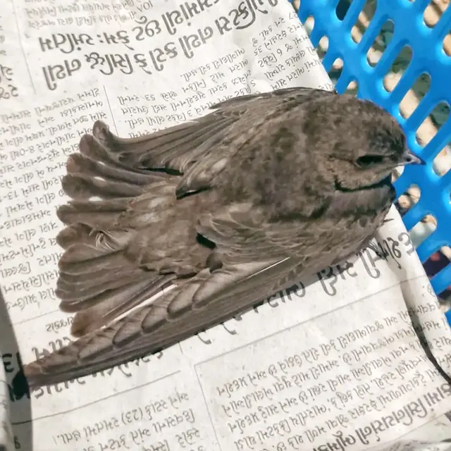 Birds & Animals 26