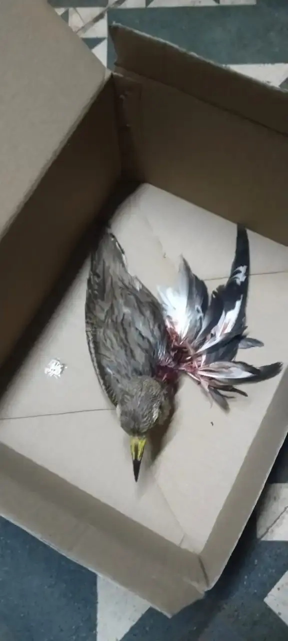Birds & Animals 27