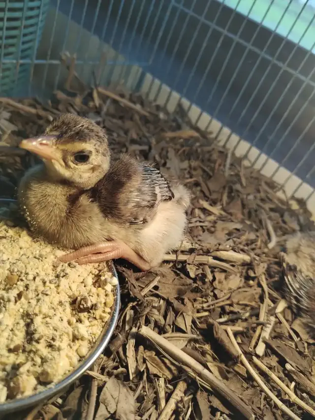 Birds & Animals 28