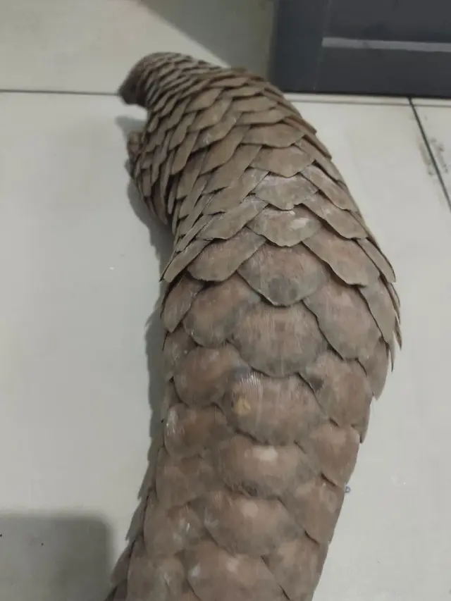 Birds & Animals 29