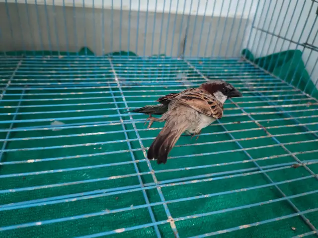 Birds & Animals 30