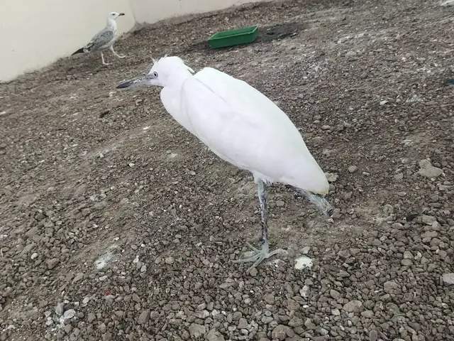 Birds & Animals 31