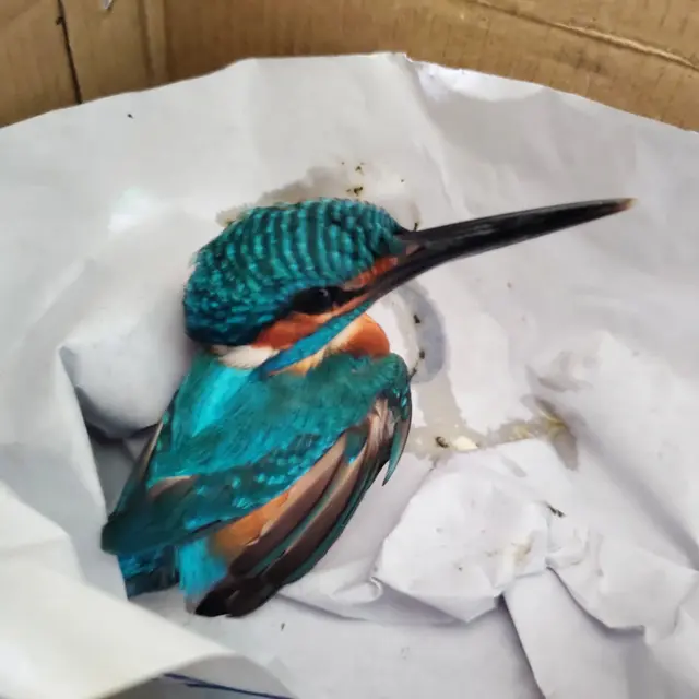 Birds & Animals 32