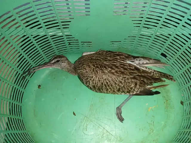Birds & Animals 33