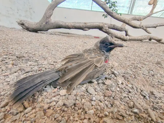 Birds & Animals 34