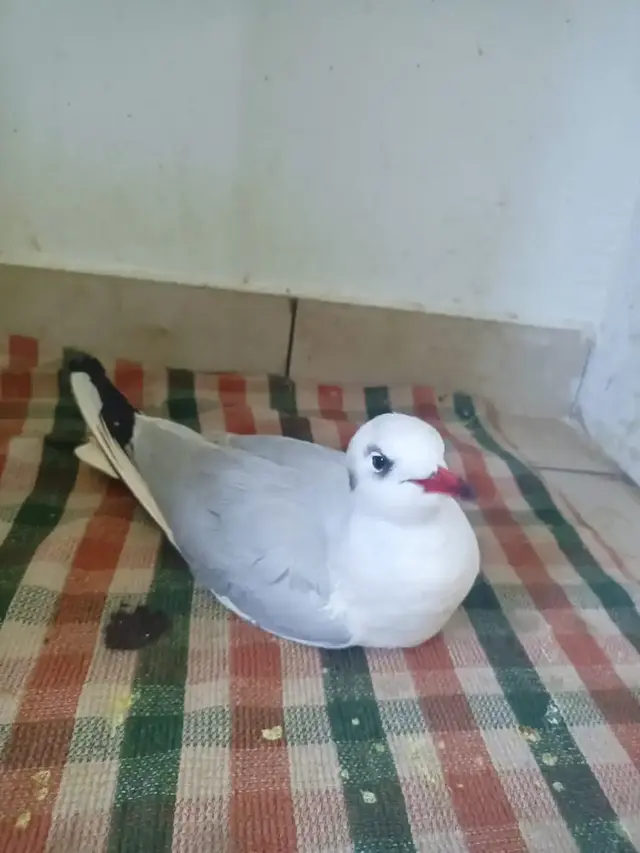 Birds & Animals 35