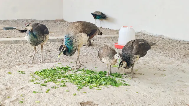 Birds & Animals 38