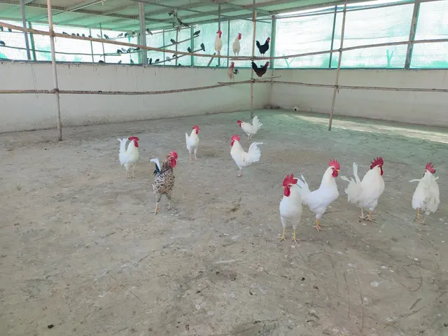 Birds & Animals 39