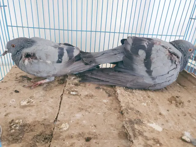Birds & Animals 40