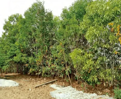 Miyawaki Forest