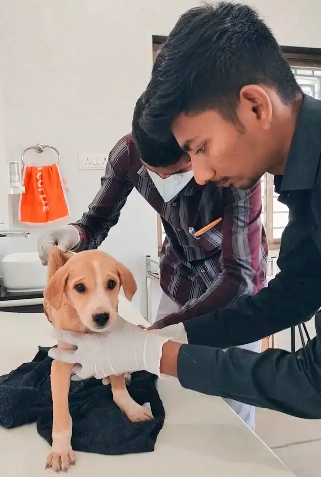 Animal Care & Rescue 31