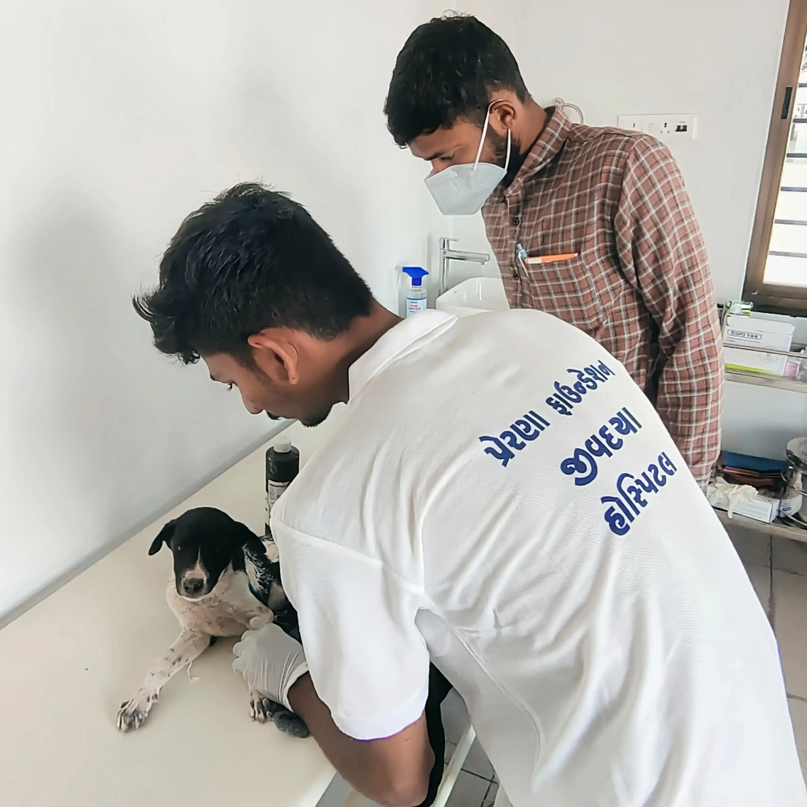 Animal Hospital - Wildlife Care Center showing compassionate treatment of animals