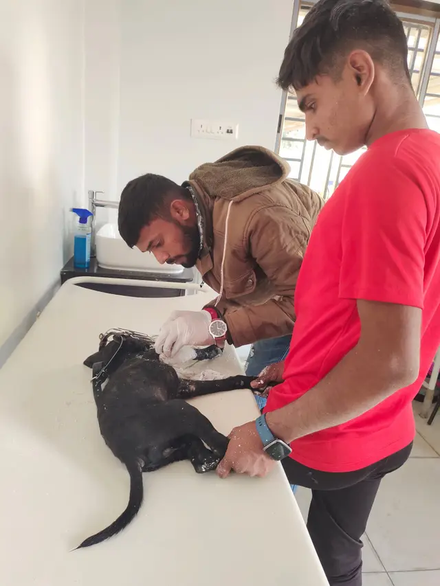 Animal Care & Rescue 49